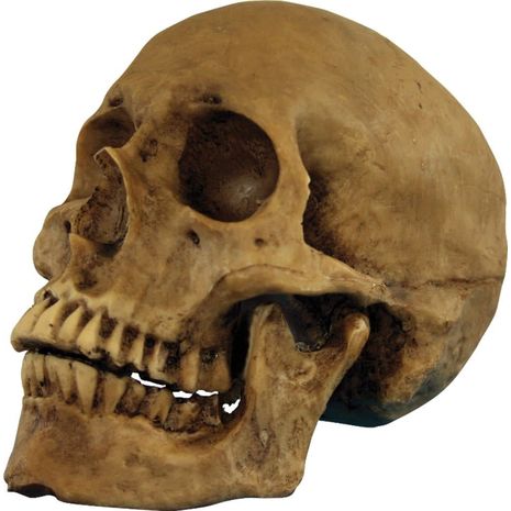 Бутафорский череп из полиресина