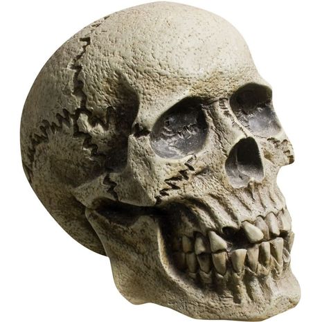 Бутафорский череп натурального размера